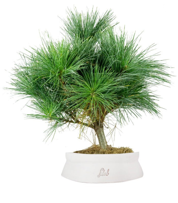 Pino Strobus Radiata bonsai – Pinus strobus ornamentale H40 cm