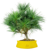 Pino Strobus Radiata bonsai – Pinus strobus ornamentale H40 cm