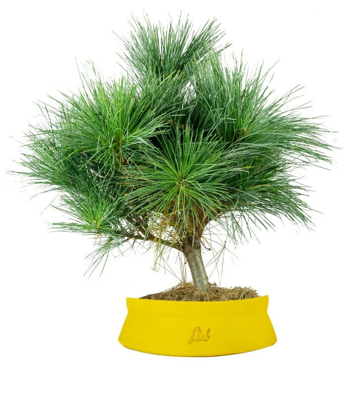 Pino Strobus Radiata bonsai – Pinus strobus ornamentale H40 cm