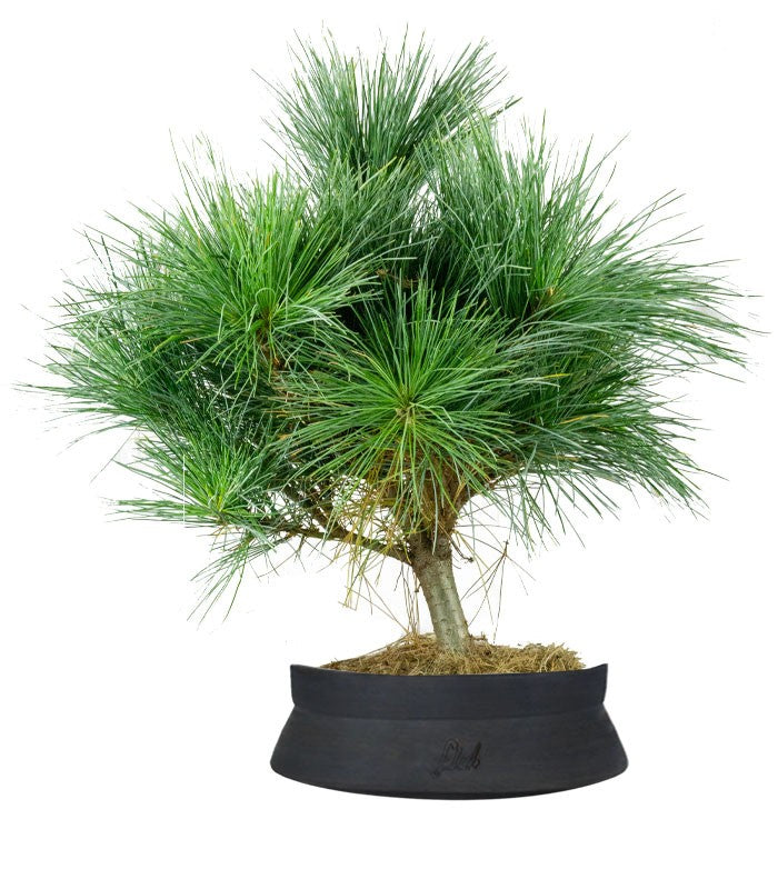 Pino Strobus Radiata bonsai – Pinus strobus ornamentale H40 cm