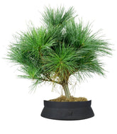 Pino Strobus Radiata bonsai – Pinus strobus ornamentale H40 cm