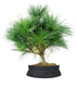 Pino Strobus Radiata bonsai – Pinus strobus ornamentale H40 cm