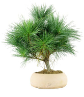 Pino Strobus Radiata bonsai – Pinus strobus ornamentale H40 cm