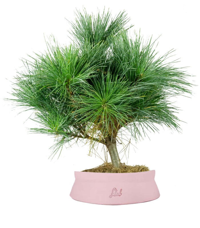 Pino Strobus Radiata bonsai – Pinus strobus ornamentale H40 cm