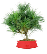 Pino Strobus Radiata bonsai – Pinus strobus ornamentale H40 cm