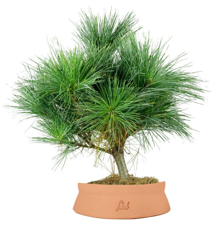 Pino Strobus Radiata bonsai – Pinus strobus ornamentale H40 cm