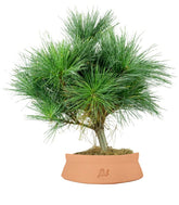 Pino Strobus Radiata bonsai – Pinus strobus ornamentale H40 cm