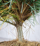 Pino Strobus Radiata bonsai – Pinus strobus ornamentale H40 cm