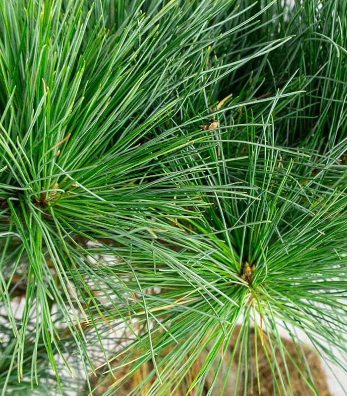 Pino Strobus Radiata bonsai – Pinus strobus ornamentale H40 cm