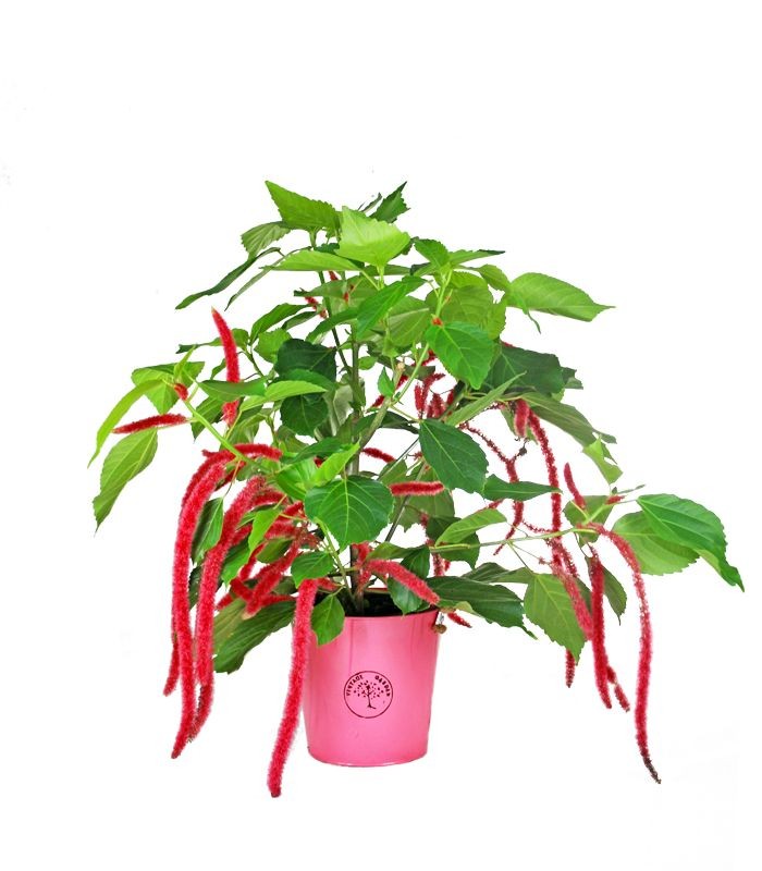 Acalypha hispida