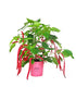 Acalypha hispida