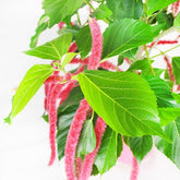 Acalypha hispida