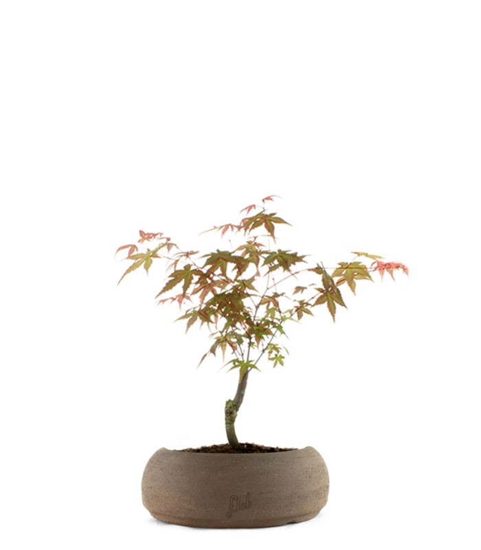 Acero Maiko S