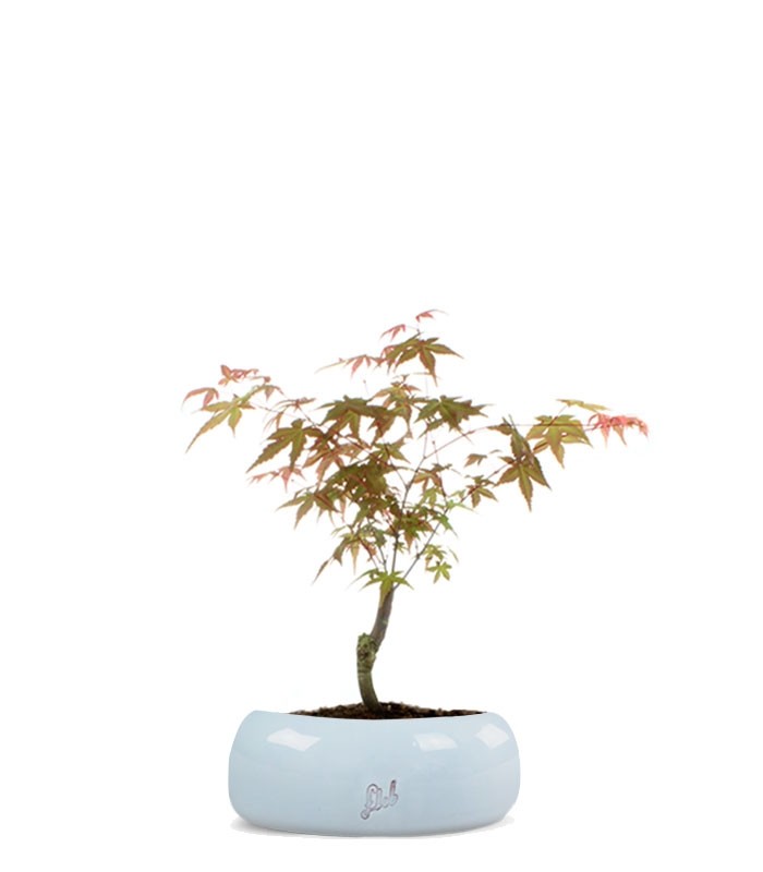 Acero Maiko S