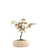 Acero Maiko S