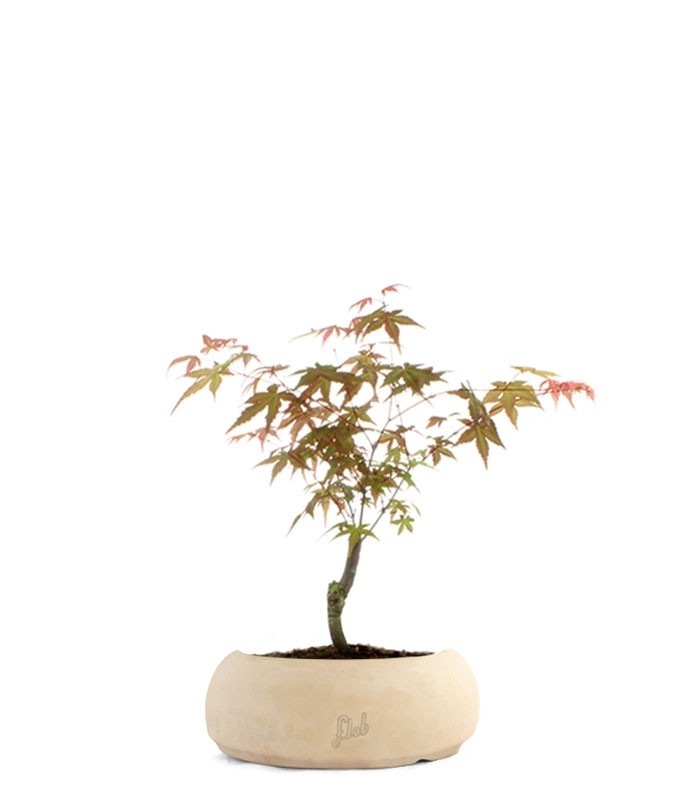 Acero Maiko S