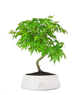 Acero Palmato Verde