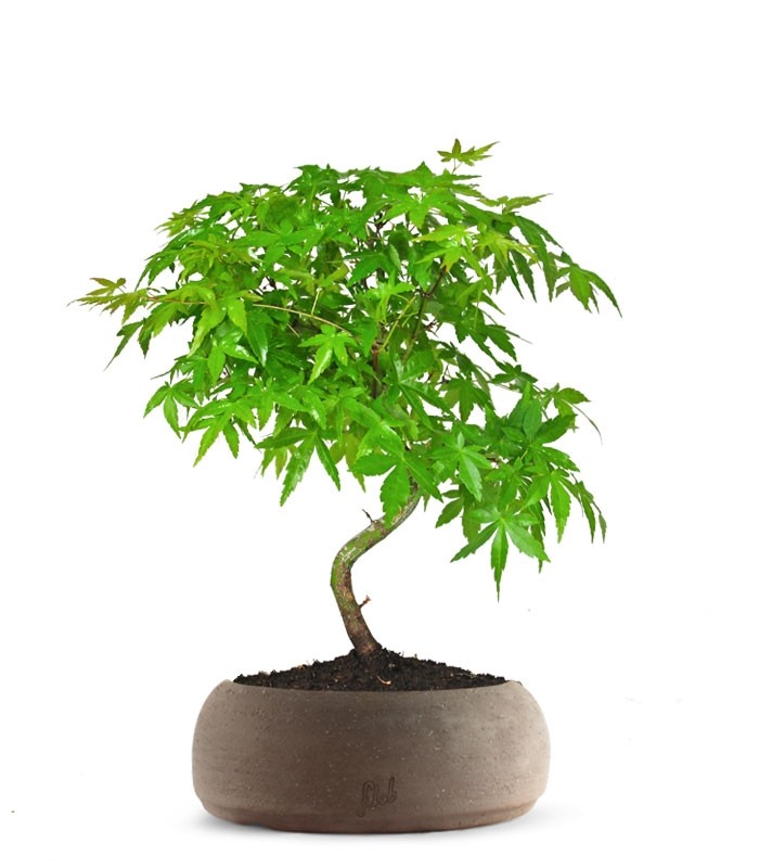 Acero Palmato Verde