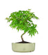Acero Palmato Verde