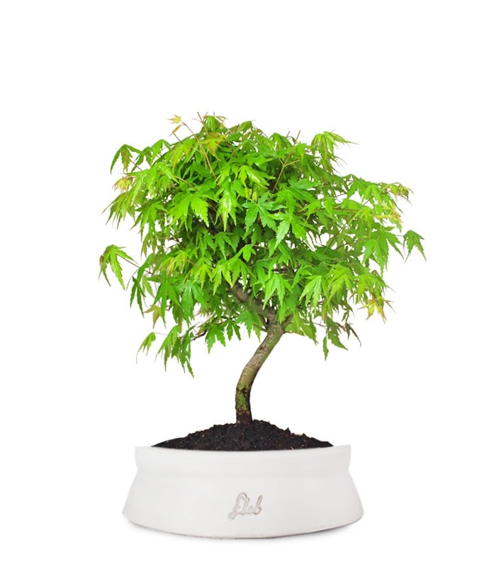 Acero Verde M