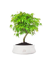 Acero Verde M