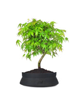 Acero Verde M