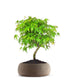Acero Verde M