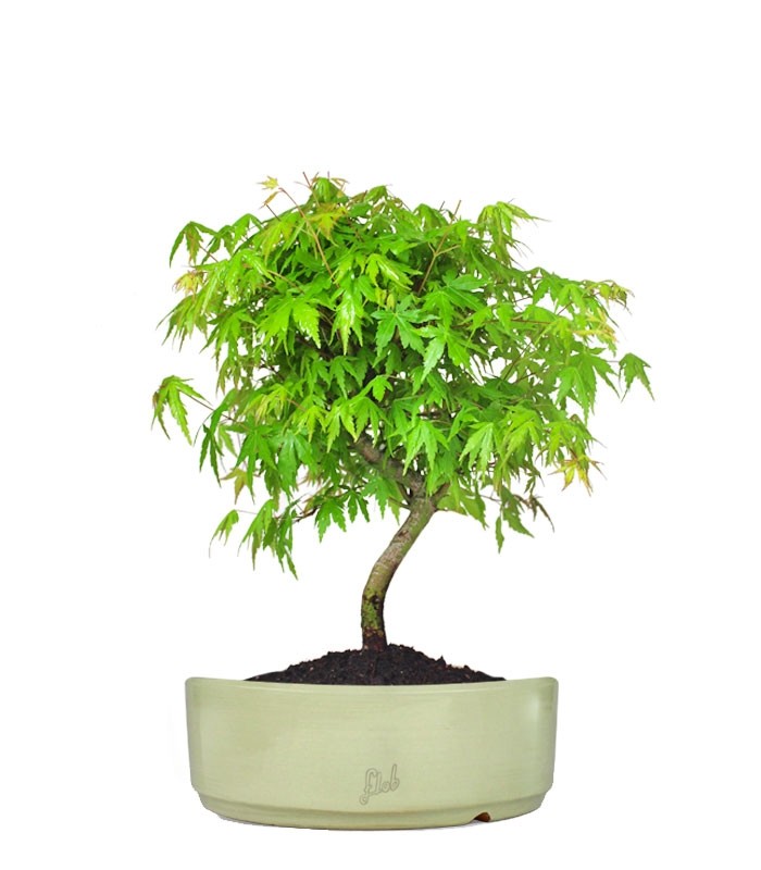 Acero Verde M