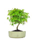 Acero Verde M