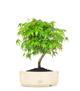 Acero Verde M