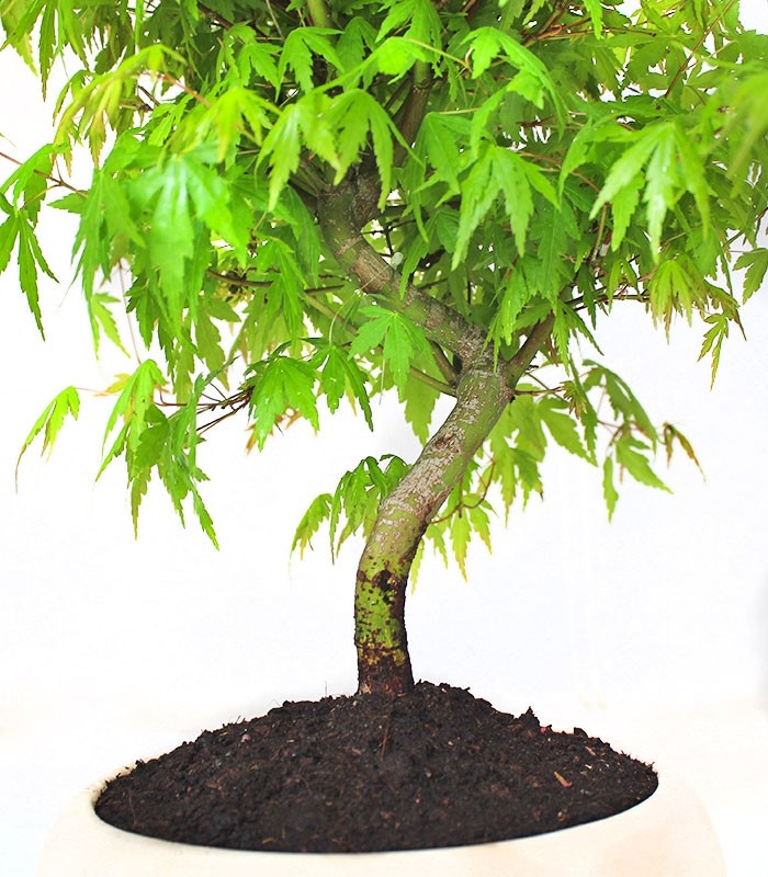 Acero Verde M