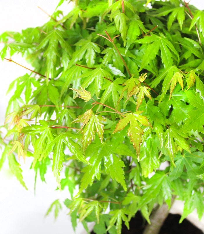 Acero Verde M