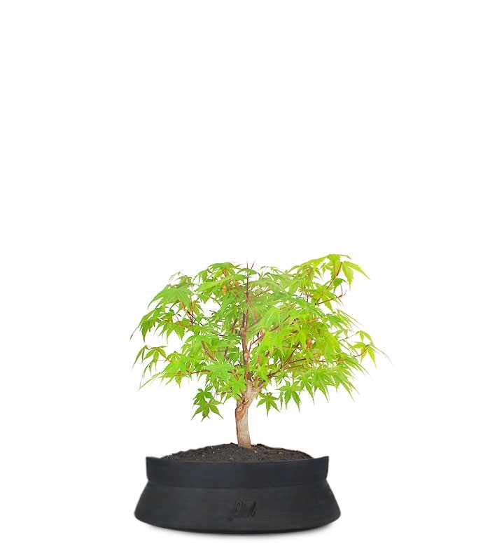 Acero Verde S