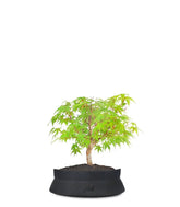 Acero Verde S