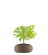 Acero Verde S