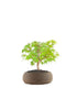 Acero Verde S
