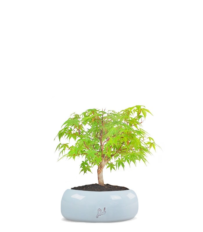 Acero Verde S