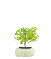 Acero Verde S