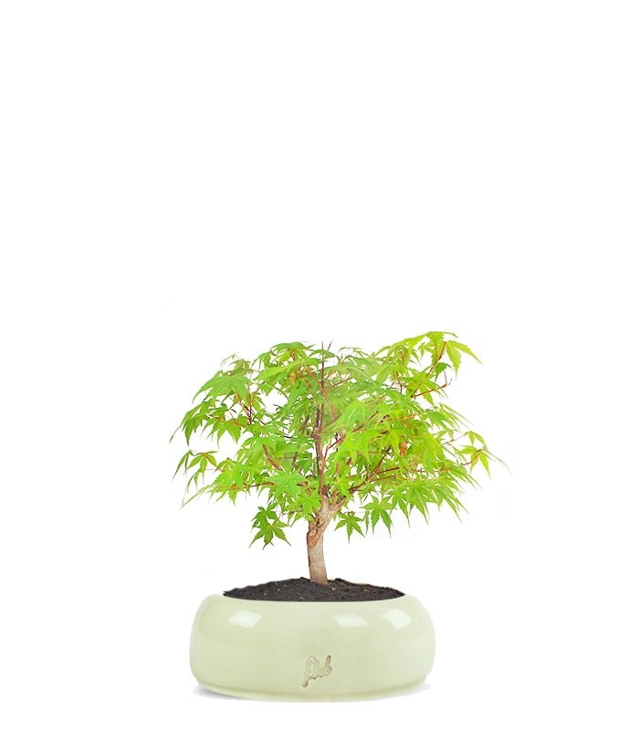 Acero Verde S