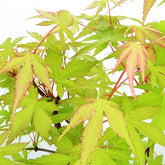 Acero Verde S