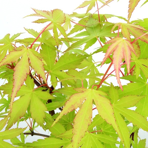 Acero Verde S