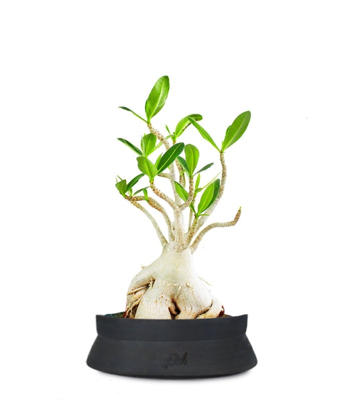 Adenium Arabicum