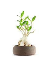 Adenium Arabicum