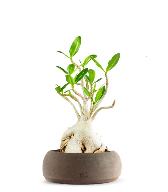 Adenium Arabicum