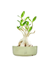 Adenium Arabicum