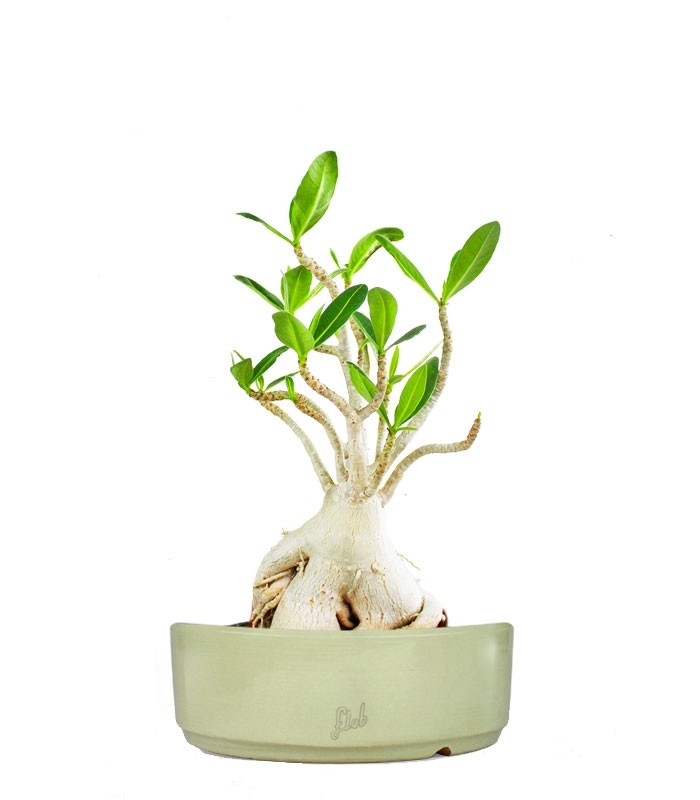 Adenium Arabicum