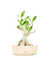 Adenium Arabicum