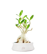 Adenium Arabicum