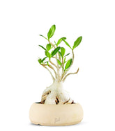 Adenium Arabicum