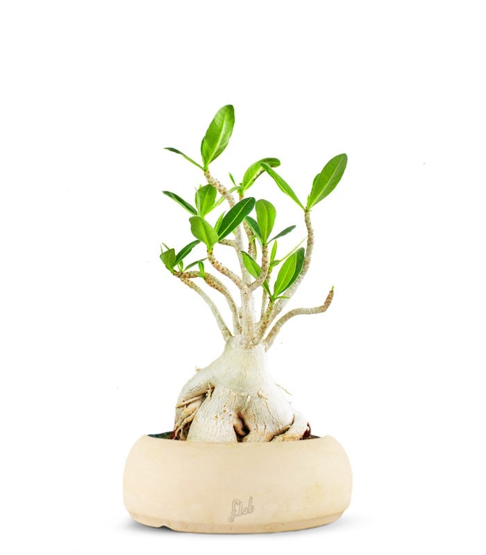 Adenium Arabicum